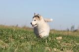 ALASKAN MALAMUTE 118